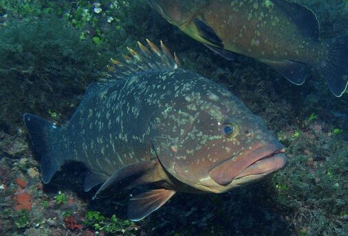 2017石斑魚養(yǎng)殖前景及市場價格行情分析