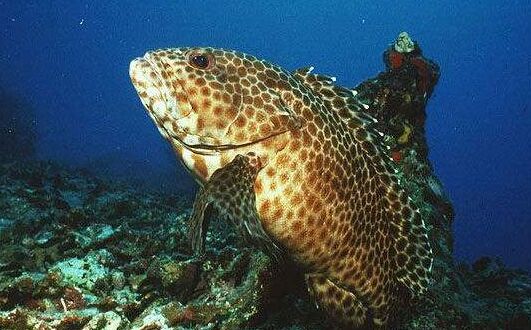 2017養(yǎng)石斑魚賺錢嗎?