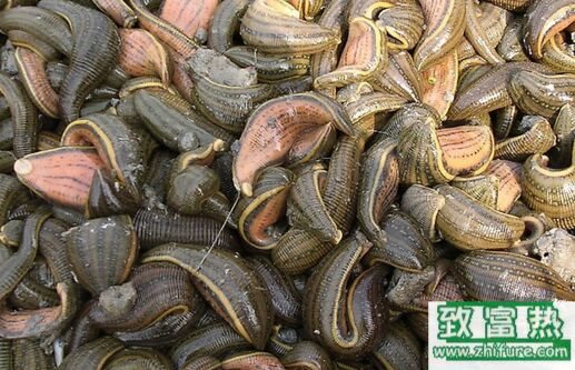 2017養水蛭賺錢嗎？2017水蛭養殖前景及市場價格行情分析