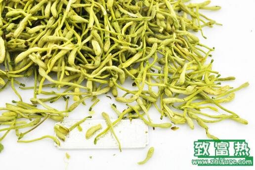 2017種金銀花賺錢嗎？2017種金銀花前景及市場價格行情分析