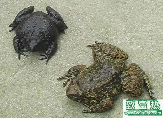 2017養石蛙賺錢嗎？2017石蛙養殖前景及市場價格行情分析