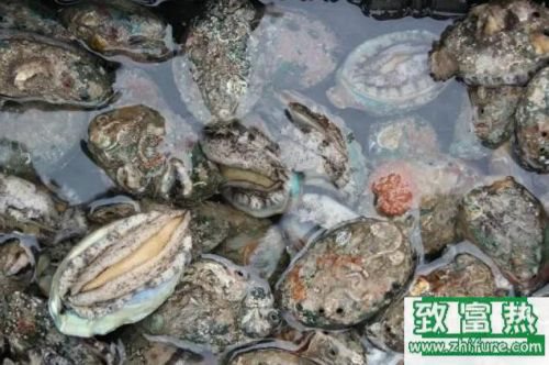 2017養鮑魚賺錢嗎？2017鮑魚養殖前景及市場價格行情分析