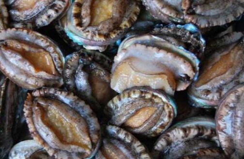 2017鮑魚養殖前景及市場價格行情分析