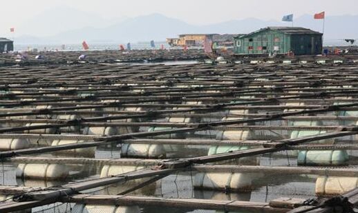 2017養鮑魚賺錢嗎?