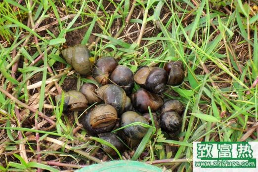 2017養田螺賺錢嗎？2017田螺養殖前景及市場價格行情分析