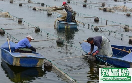 2017養(yǎng)海參賺錢嗎？2017海參養(yǎng)殖前景及市場價格行情分析