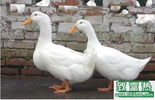 肉鴨飼料的配制