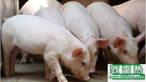 豬疫苗防控八大要點