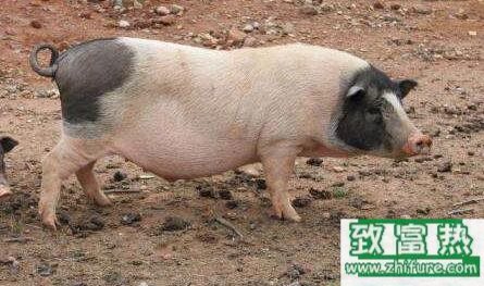 養(yǎng)豬新手三大忌