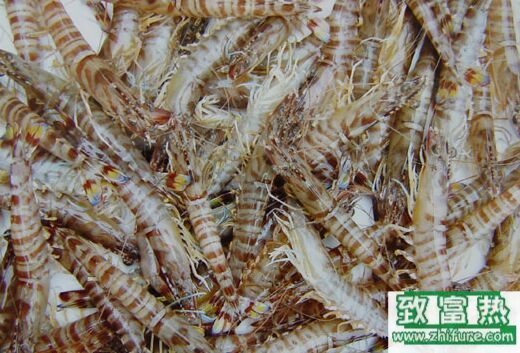 2017養對蝦賺錢嗎？2017對蝦養殖前景及市場價格行情分析