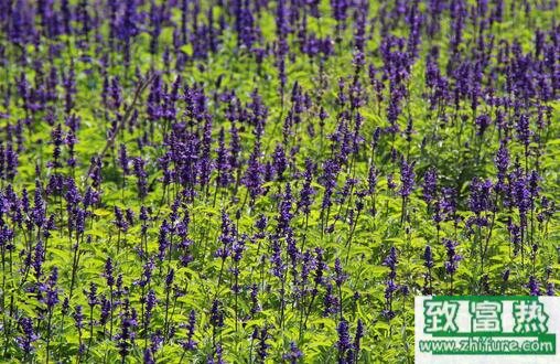 2017種黃芩賺錢嗎？2017種黃芩前景及市場價格行情分析