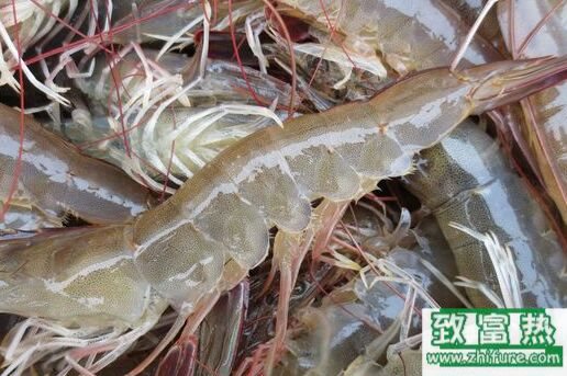 2017養(yǎng)南美白對蝦賺錢嗎?2017南美白對蝦養(yǎng)殖前景及市場價(jià)格行情分析
