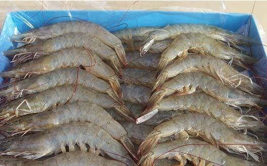 2017養南美白對蝦賺錢嗎？