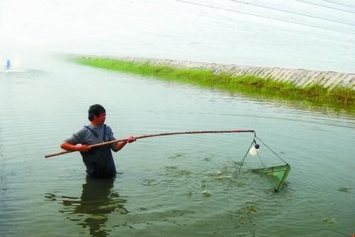 2017南美白對蝦養殖前景及市場價格行情分析