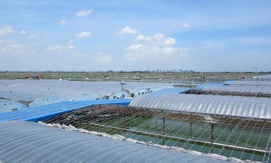 2017養南美白對蝦