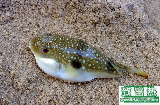 2017養河豚賺錢嗎？2017河豚養殖前景及市場價格行情分析