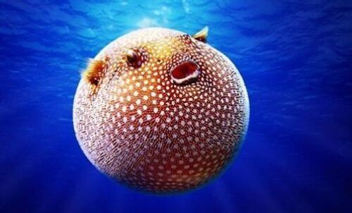 2017養(yǎng)河豚賺錢嗎？