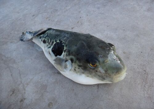 2017河豚養(yǎng)殖前景及市場價格行情分析