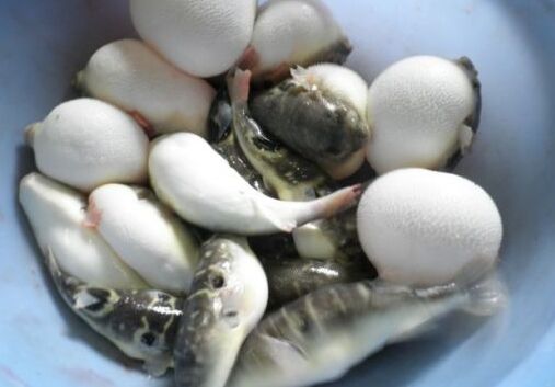 2017養(yǎng)河豚