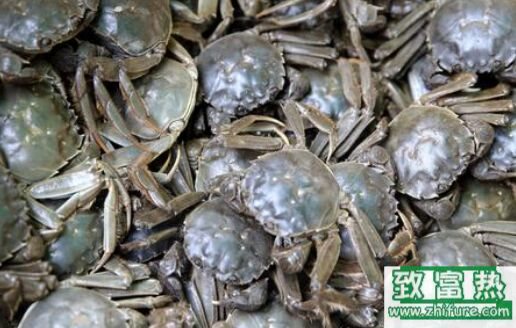 2017養河蟹賺錢嗎？2017河蟹養殖前景及市場價格行情分析