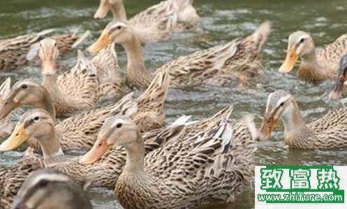 蛋鴨飼料的配制