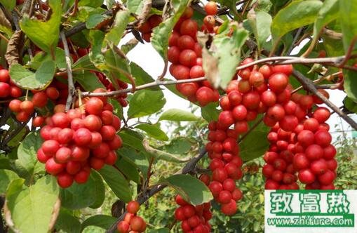 2017種五味子賺錢嗎？2017種五味子前景及市場價格行情分析