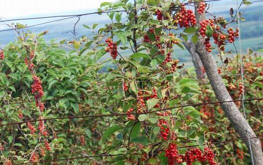 五味子的種植技術
