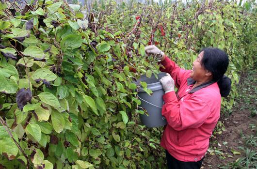 2017種植五味子的前景和市場價格行情