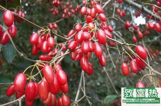 2017種山茱萸賺錢(qián)嗎?2017種山茱萸前景及市場(chǎng)價(jià)格行情分析