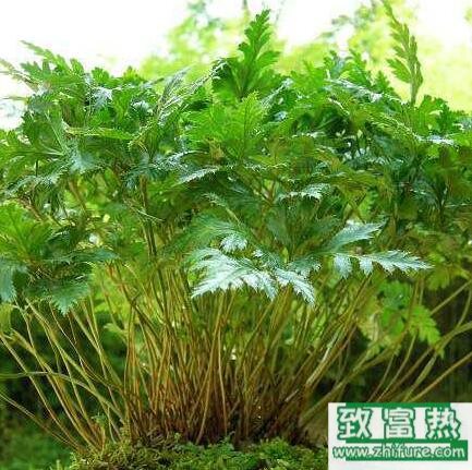 2017種黃連賺錢嗎?2017種黃連前景及市場價格行情分析