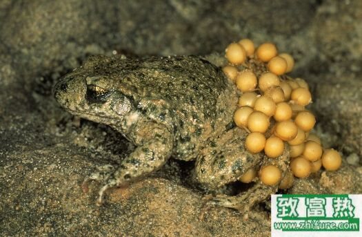 2017養蟾蜍賺錢嗎？2017蟾蜍養殖前景及市場價格行情分析