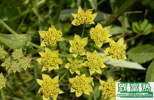 2017種柴胡賺錢嗎？2017種柴胡前景及市場價格行情分析