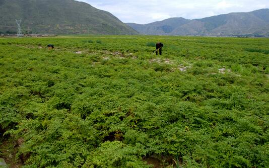 2017種植柴胡的前景和市場價格行情