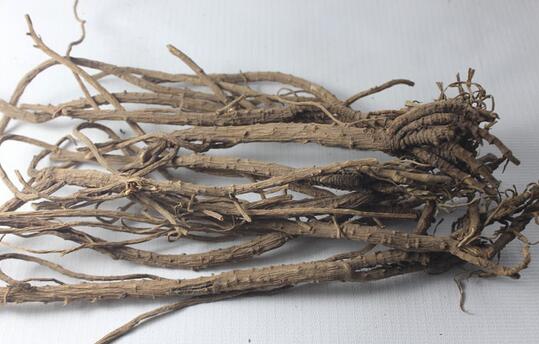 柴胡的種植技術