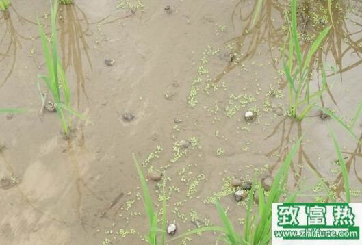 2017養福壽螺賺錢嗎？2017福壽螺養殖前景及市場價格行情分析