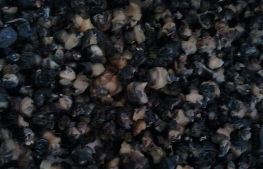 2017福壽螺養殖前景及市場價格行情分析