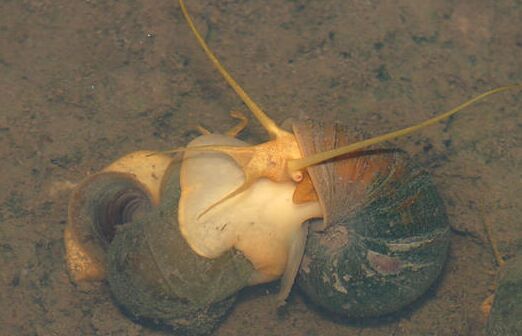 2017養福壽螺賺錢嗎？