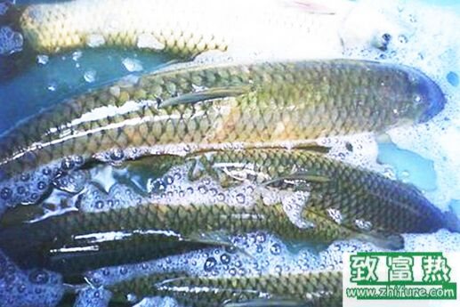 2017養草魚賺錢嗎？2017草魚養殖前景及市場價格行情分析