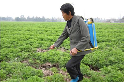 川芎的種植技術(shù)