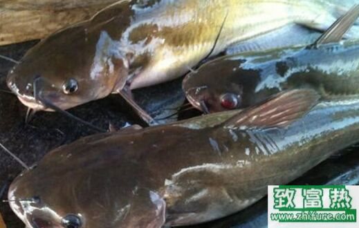 2017養鯰魚賺錢嗎？2017鯰魚養殖前景及市場價格行情分析