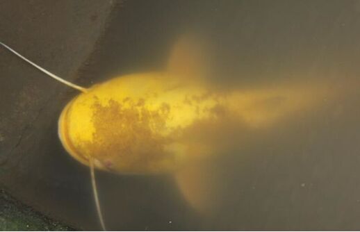 2017鯰魚養(yǎng)殖前景及市場價格行情分析