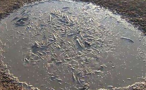 2017養(yǎng)鯰魚