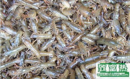 2017養河蝦賺錢嗎？2017河蝦養殖前景及市場價格行情分析