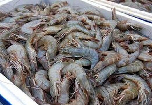 2017養河蝦賺錢嗎?