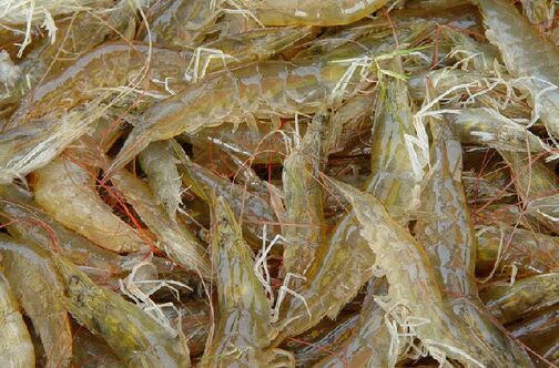 2017河蝦養殖前景及市場價格行情分析