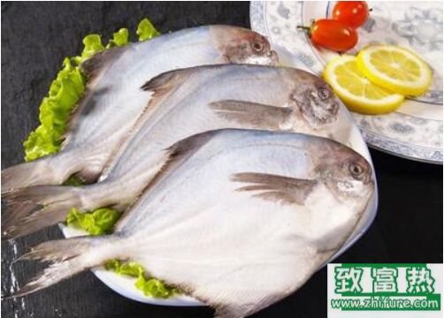 2017養白鯧魚賺錢嗎？2017白鯧魚養殖前景及市場價格行情分析