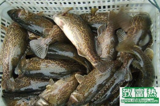 2017養(yǎng)鱖魚賺錢嗎?2017鱖魚養(yǎng)殖前景及市場(chǎng)價(jià)格行情分析