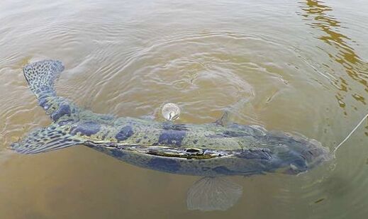 2017鱖魚養(yǎng)殖前景及市場(chǎng)價(jià)格行情分析