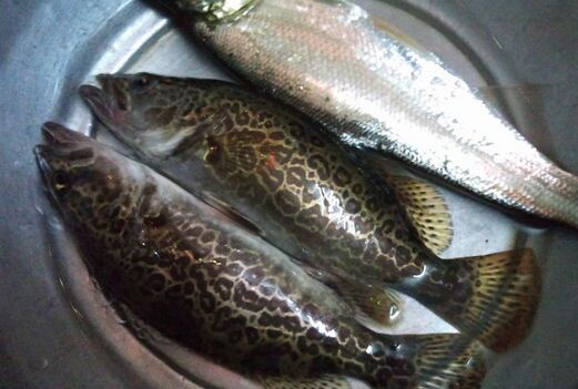 2017養(yǎng)鱖魚