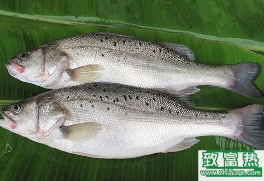 2017養鱸魚賺錢嗎？2017鱸魚養殖前景及市場價格行情分析